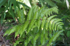 Dryopteris erythrosora