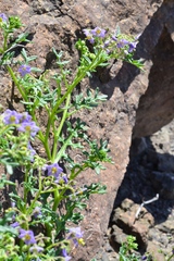 Solanum brachyantherum