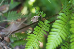 Dryopteris erythrosora