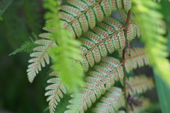 Dryopteris erythrosora