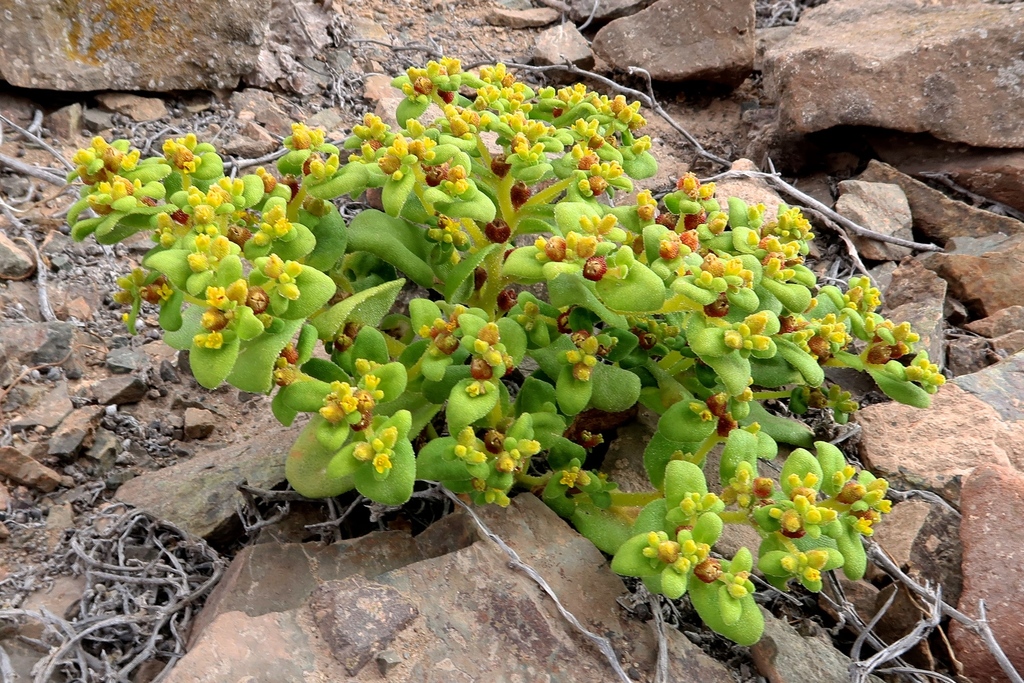 Tetragonia ovata