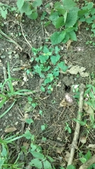 Talpa europaea