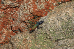 Platysaurus intermedius rhodesianus