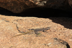 Platysaurus intermedius rhodesianus