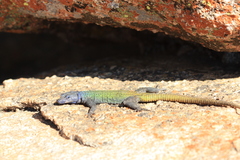 Platysaurus intermedius rhodesianus
