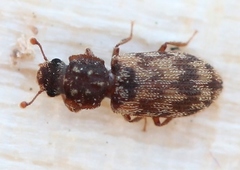 Synchita undata