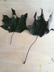 Caulocampus acericaulis