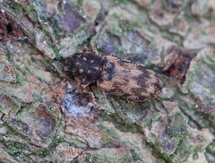 Synchita undata