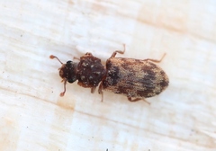 Synchita undata