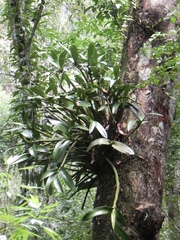 Dendrocoryne