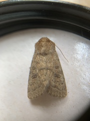 Hoplodrina octogenaria