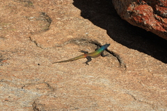Platysaurus intermedius rhodesianus