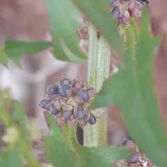 Blitum virgatum