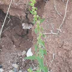 Blitum virgatum
