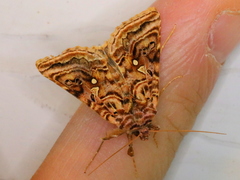 Autographa mappa