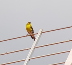 Serinus serinus