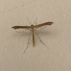 Stenoptilia