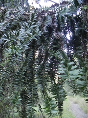 Araucaria bidwillii