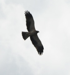 Hieraaetus pennatus