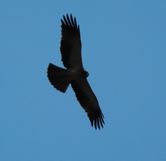 Hieraaetus pennatus