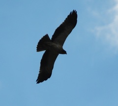 Hieraaetus pennatus
