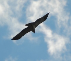 Hieraaetus pennatus