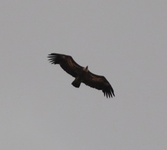 Gyps fulvus