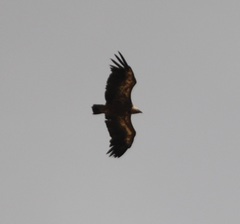 Gyps fulvus