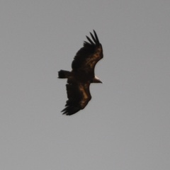 Gyps fulvus