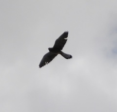 Falco tinnunculus