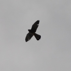 Falco tinnunculus