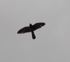 Falco tinnunculus