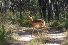 Aepyceros melampus melampus