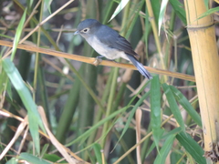 Melaenornis fischeri