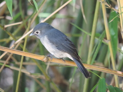 Melaenornis fischeri