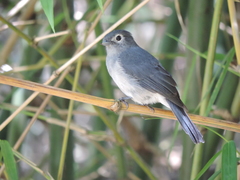 Melaenornis fischeri