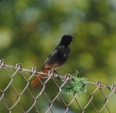 Phoenicurus ochruros