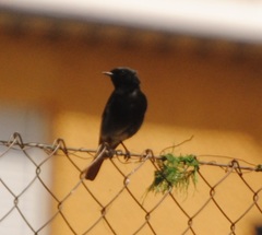 Phoenicurus ochruros