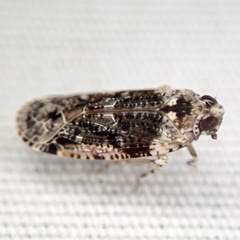 Catonia