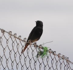 Phoenicurus ochruros