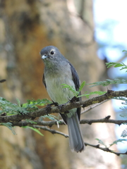 Melaenornis fischeri