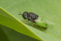 Oplodontha