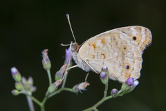 Junonia orithya wallacei
