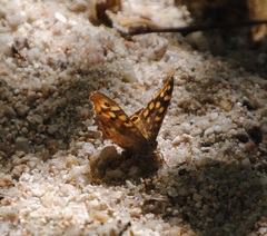Pararge aegeria