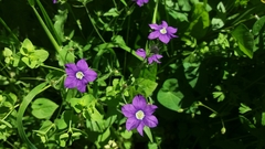 Legousia speculum-veneris