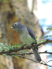 Melaenornis fischeri