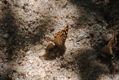 Pararge aegeria