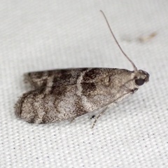 Actrix nyssaecolella