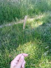 Alopecurus pratensis