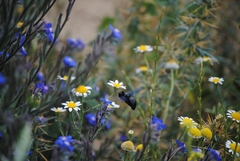 Xylocopa